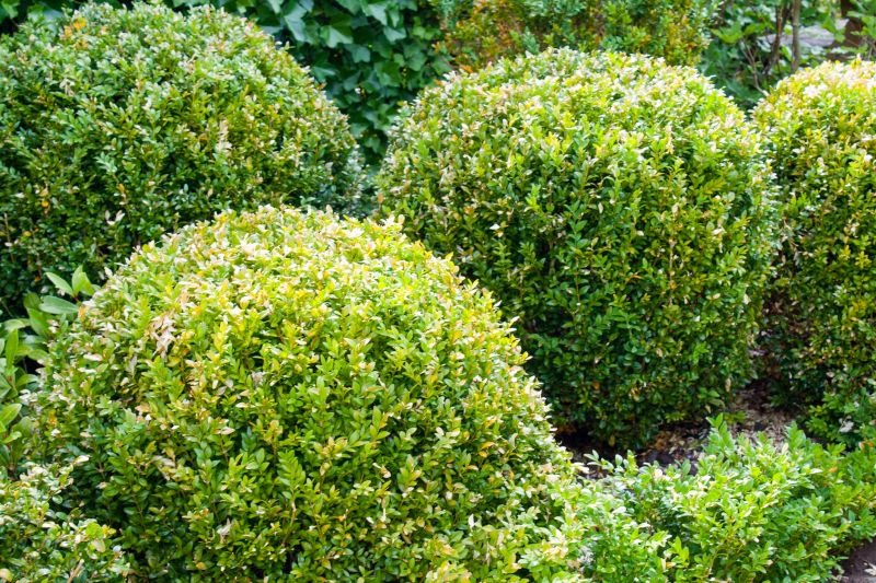 Trimmed Bushes with Clean Lines